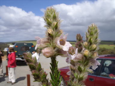 APII jpeg image of Hemiphora bartlingii  © contact APII