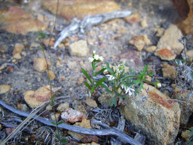 APII jpeg image of Rhodanthe corymbosa  © contact APII