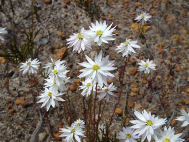 APII jpeg image of Rhodanthe chlorocephala subsp. rosea  © contact APII