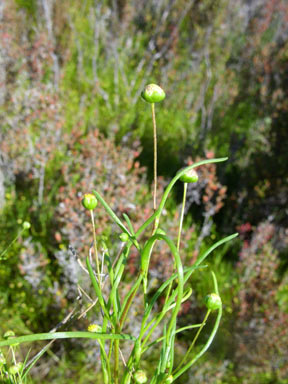 APII jpeg image of Cotula cotuloides  © contact APII