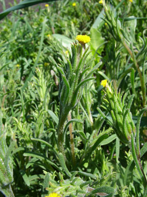 APII jpeg image of Podotheca angustifolia  © contact APII