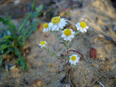 APII jpeg image of Hyalosperma cotula  © contact APII