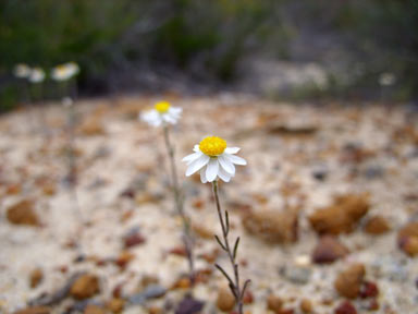 APII jpeg image of Hyalosperma cotula  © contact APII