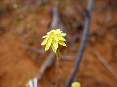 APII jpeg image of Hyalosperma glutinosum  © contact APII