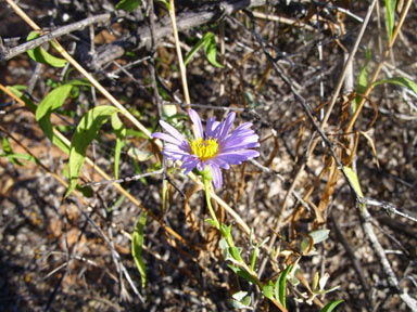 APII jpeg image of Pembertonia latisquamea  © contact APII