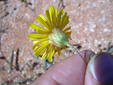 APII jpeg image of Podolepis aristata subsp. aristata  © contact APII