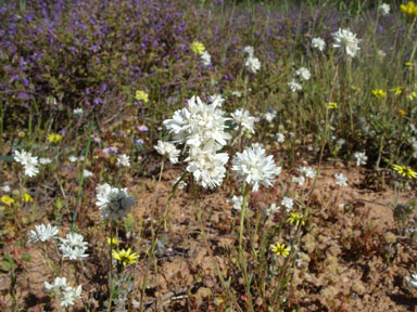 APII jpeg image of Cephalipterum drummondii  © contact APII