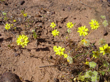 APII jpeg image of Schoenia filifolia  © contact APII