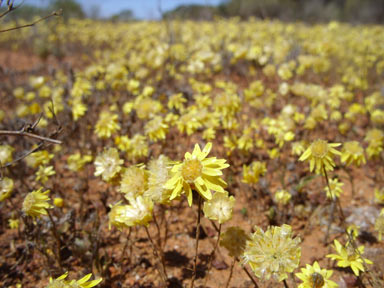 APII jpeg image of Hyalosperma glutinosum subsp. venustum  © contact APII