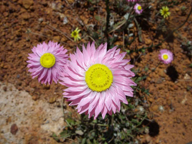 APII jpeg image of Rhodanthe chlorocephala subsp. rosea  © contact APII