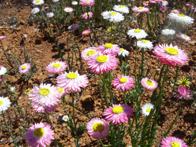 APII jpeg image of Rhodanthe chlorocephala subsp. rosea  © contact APII