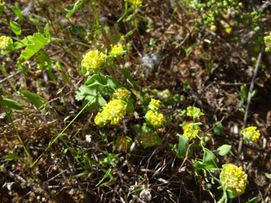 APII jpeg image of Dithyrostegia amplexicaulis  © contact APII