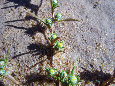 APII jpeg image of Pogonolepis stricta  © contact APII