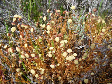 APII jpeg image of Cotula bipinnata  © contact APII