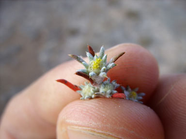 APII jpeg image of Angianthus micropodioides  © contact APII