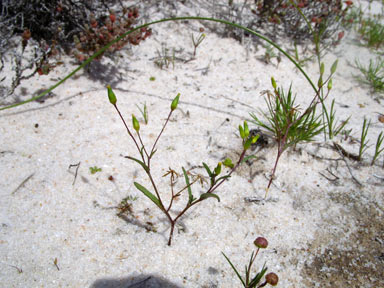 APII jpeg image of Senecio glossanthus  © contact APII