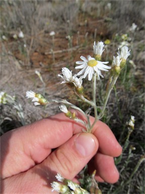 APII jpeg image of Rhodanthe corymbiflora  © contact APII