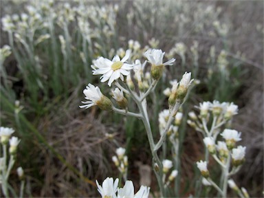 APII jpeg image of Rhodanthe corymbiflora  © contact APII