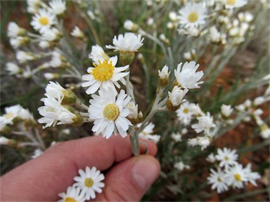 APII jpeg image of Rhodanthe corymbiflora  © contact APII