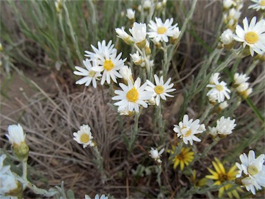 APII jpeg image of Rhodanthe corymbiflora  © contact APII