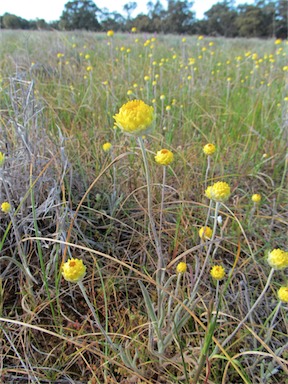 APII jpeg image of Leucochrysum molle  © contact APII