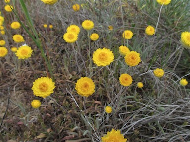 APII jpeg image of Leucochrysum molle  © contact APII