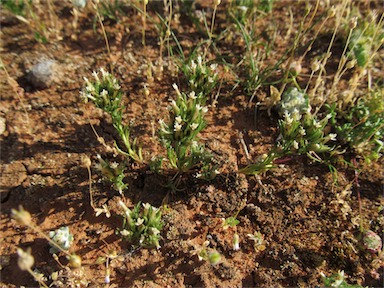 APII jpeg image of Rhodanthe pygmaea  © contact APII