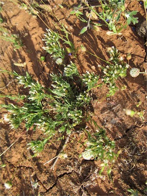 APII jpeg image of Rhodanthe pygmaea  © contact APII