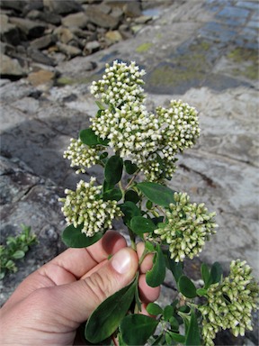 APII jpeg image of Ozothamnus antennaria  © contact APII