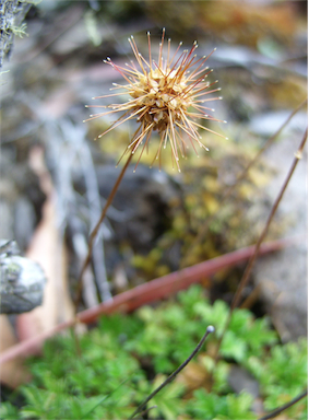 APII jpeg image of Acaena novae-zelandiae  © contact APII