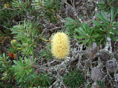 APII jpeg image of Banksia marginata  © contact APII