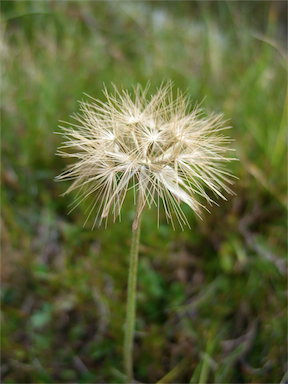 APII jpeg image of Microseris lanceolata  © contact APII