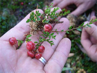 APII jpeg image of Gaultheria tasmanica  © contact APII