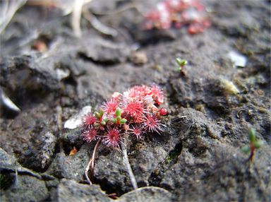 APII jpeg image of Drosera pygmaea  © contact APII