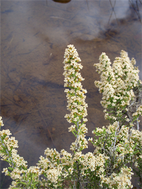 APII jpeg image of Ozothamnus hookeri  © contact APII