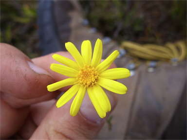 APII jpeg image of Senecio pectinatus var. pectinatus  © contact APII