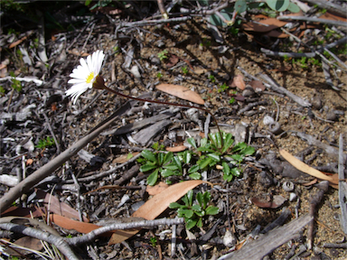 APII jpeg image of Brachyscome spathulata subsp. glabra  © contact APII