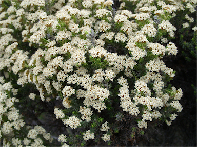 APII jpeg image of Ozothamnus ledifolius  © contact APII