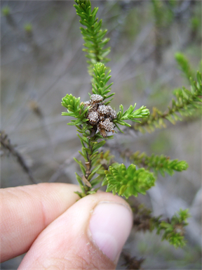 APII jpeg image of Ozothamnus lycopodioides  © contact APII