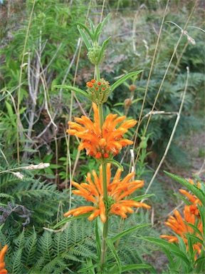 APII jpeg image of Leonotis leonurus  © contact APII