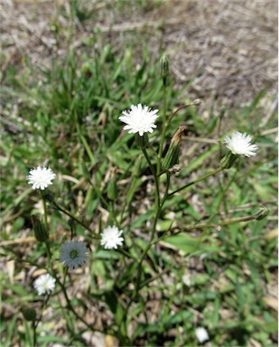 APII jpeg image of Hypochaeris albiflora  © contact APII