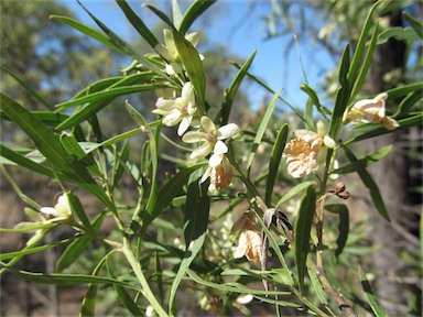 APII jpeg image of Eremophila mitchellii  © contact APII