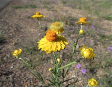 APII jpeg image of Xerochrysum bracteatum  © contact APII