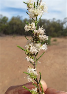 APII jpeg image of Melaleuca pallescens  © contact APII