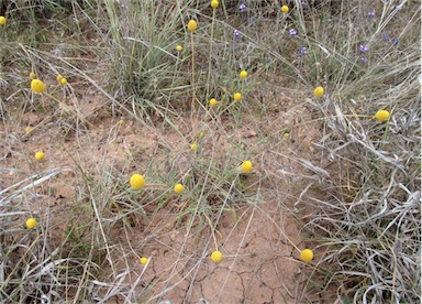 APII jpeg image of Pycnosorus chrysanthus  © contact APII