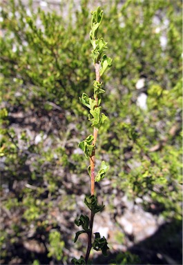 APII jpeg image of Dodonaea biloba  © contact APII