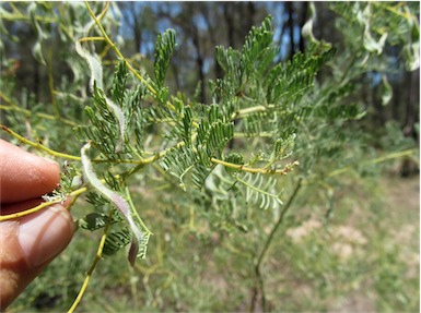 APII jpeg image of Acacia chinchillensis  © contact APII