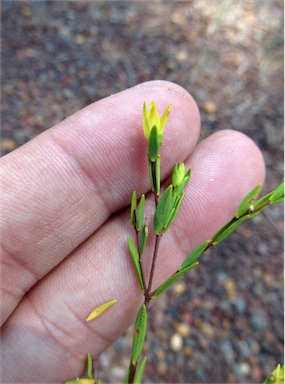 APII jpeg image of Pimelea linifolia subsp. collina  © contact APII