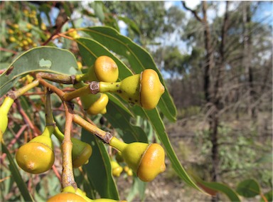 APII jpeg image of Corymbia watsoniana  © contact APII