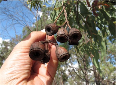 APII jpeg image of Corymbia watsoniana  © contact APII